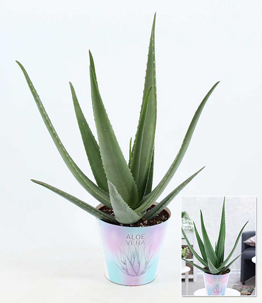 XXL Aloe Vera, 55-65 cm hoch