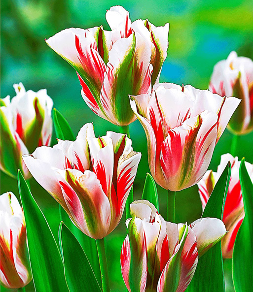 Tulpe 'Flaming Spring Green'