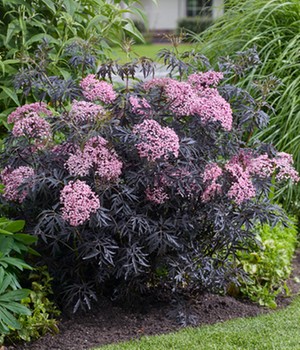 Terrassen-Holunder 'Cherry Lace®'