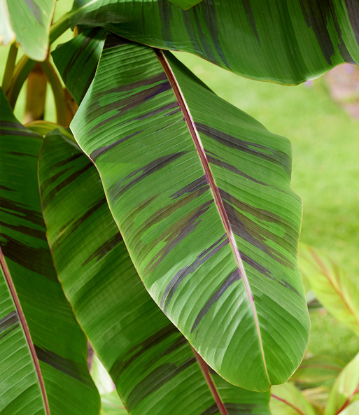 Winterharte Banane 'Ever Red®'