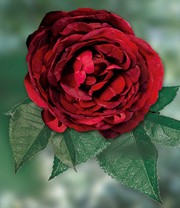 Rose 'Noir de Malicorne®'