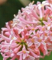Zwerg-Flieder 'Miss Canada'