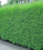 Leyland-Zypressen-Hecke 20 Pflanzen