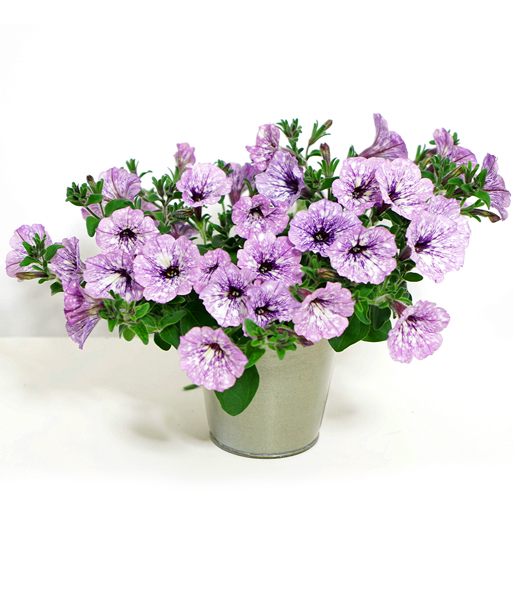 Hänge-Petunie Hellviolette 'LavenderSKY®'