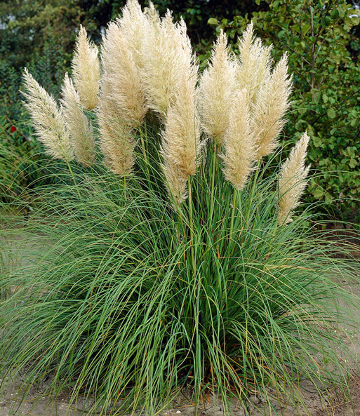 Die Blüten-Wedel des weißen Pampasgrases überragen die nach unten geneigten grünen Halme. Die Pflanze steht im Garten.