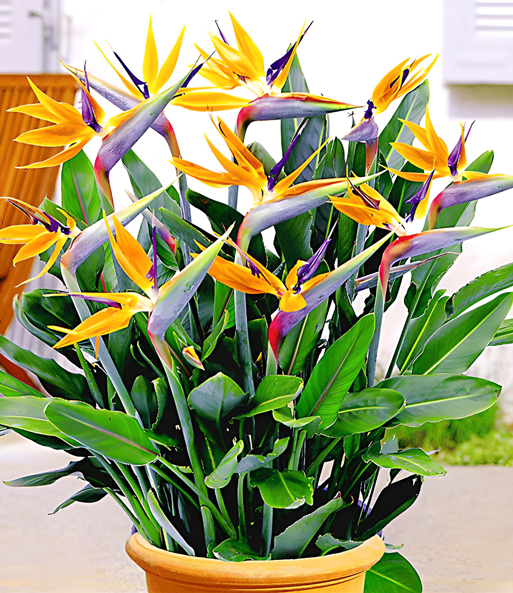 Die Paradiesvogel-Blume steht dicht bewachsen in einem Übertopf auf einer Terrasse. Die Pflanze erinnert an eine Kolonie exotischer Vögel.