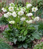 Gefüllte Christrose 'ViV® Amalia'