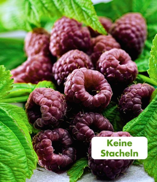 Nahaufnahme der Früchte der Schwarzen Himbeere „Glen Coe“. Text: „Keine Stacheln“.