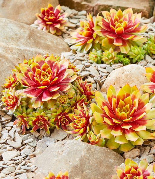 Sempervivum 'Gold Nugget®', im XL-Topf