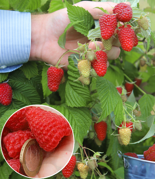 Ein Ast mit vielen saftig roten Früchten der Riesenhimbeere Primeberry Autumn Happy wir zur Kamera gehalten.
