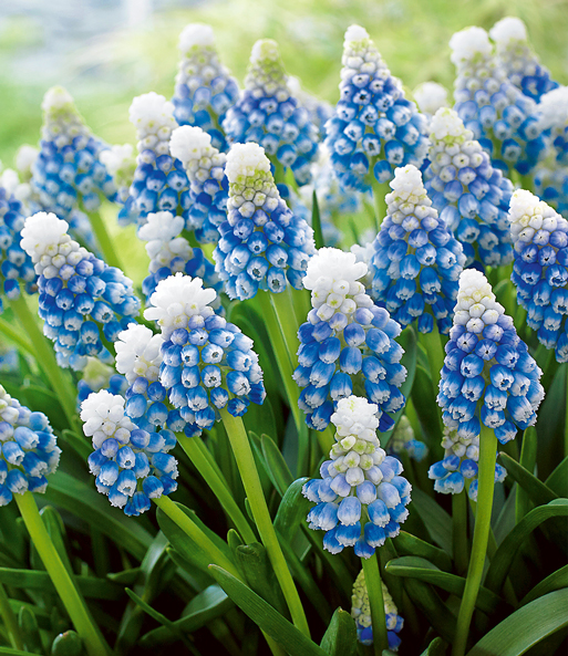 Muscari 'Mountain Lady'