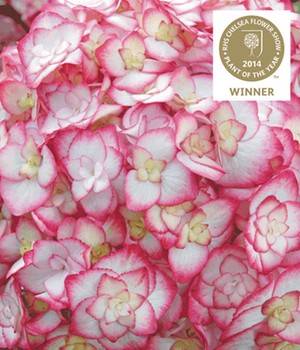 Freiland-Hortensie 'Miss Saori®'