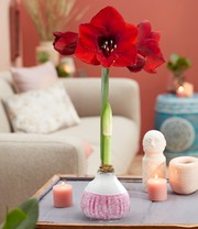 Wachs Amaryllis 'Lace' weiß & brombeer-rot