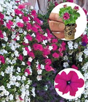 Hänge-Petunie 'AlpeTunia® Pink'