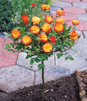 Mini-Stammrose Orange