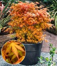 Japanischer Ahorn 'Katsura'
