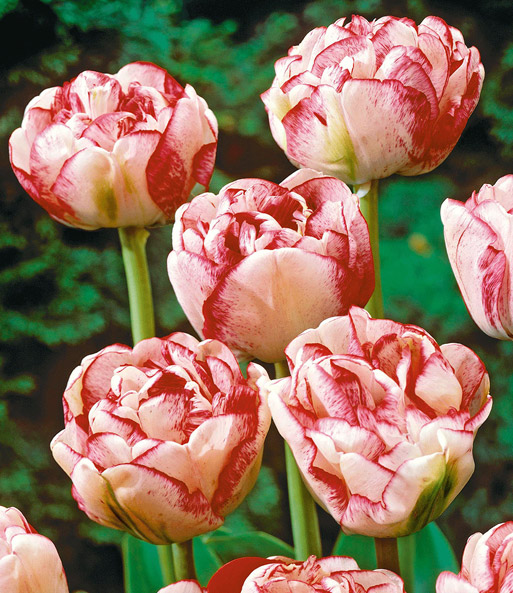Tulpe 'Lady Montgomery'