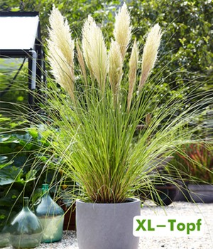 Pampasgras Cortarderia im 14 cm XL-Topf