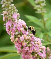 Mönchspfeffer 'Galactic Pink®'