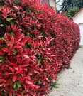 Photinia-Hecke 'Red Robin' 10 Pflanzen