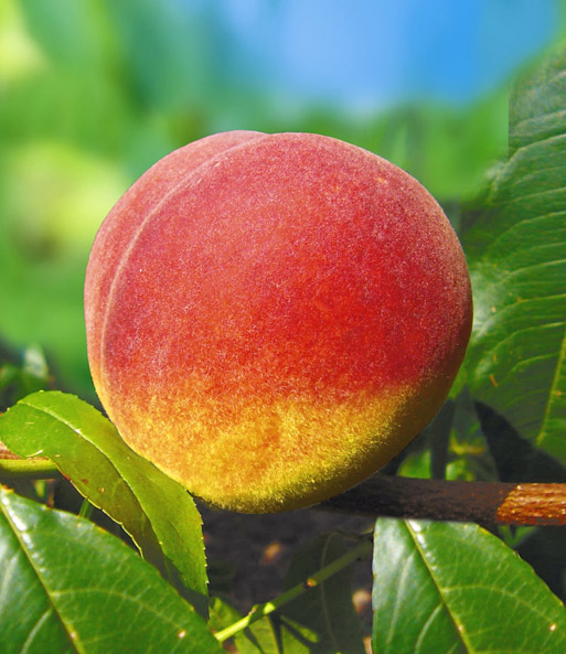 Hausgarten-Pfirsich 'Fruteria®'