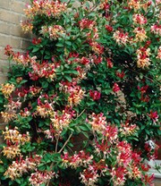 Duft Geißblatt 'Henry', Lonicera immergrün