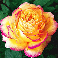 Rosen A-Z