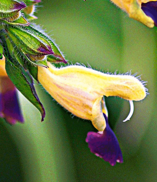 Salvia 'Blue Lips'