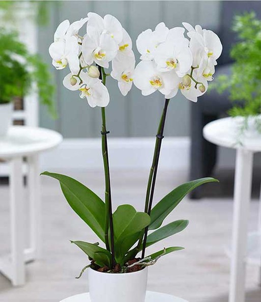 Phalaenopsis Orchidee Weiss 1a Zimmerpflanzen Online Kaufen Baldur Garten