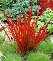 Japanisches Blutgras 'Red Baron' im 14 cm XL-Topf
