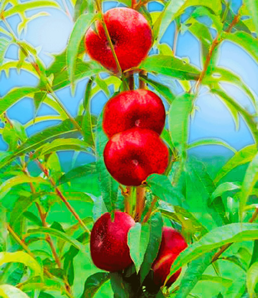 Teller-Nektarine 'Piattarina®'