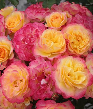 Strauchrose 'Landlust®'