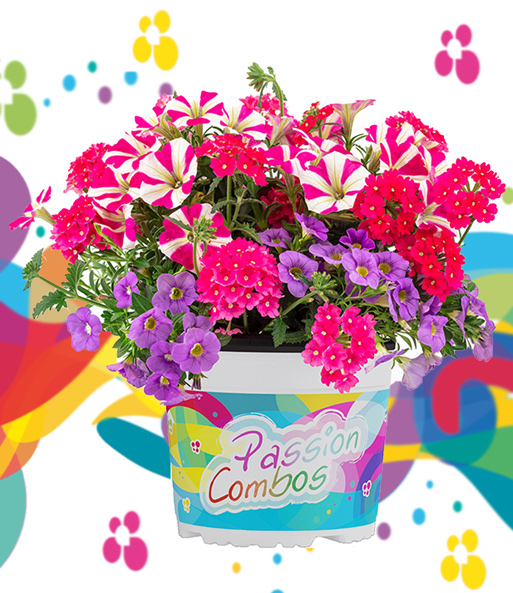 Sommerblumen-Mix 'Passion Combos Unicorn'