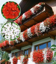 Tiroler Hänge-Geranien-Kollektion