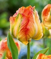 Papageien-Tulpe 'Professor Röntgen'