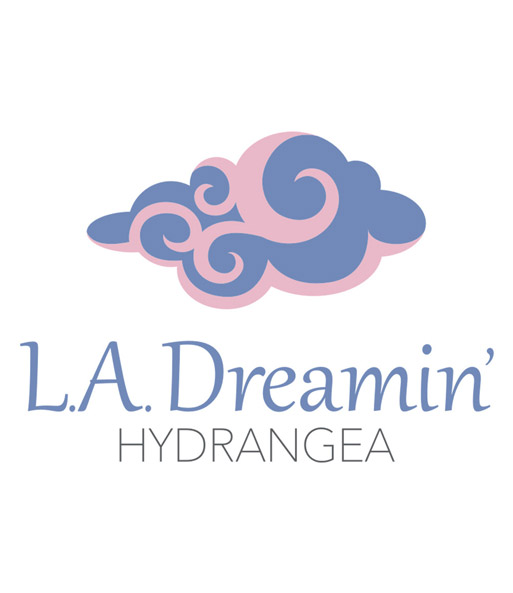 Freiland-Hortensie 'L.A. Dreamin®'