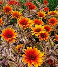 Sonnenauge 'Orange Marble®'