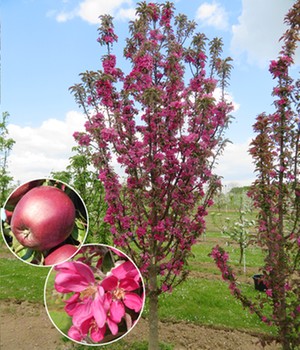 Säulen-Apfel 'Tigawa®'