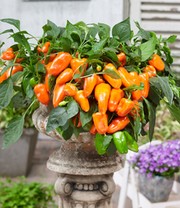 Paprika 'Peppers from Heaven®' F1