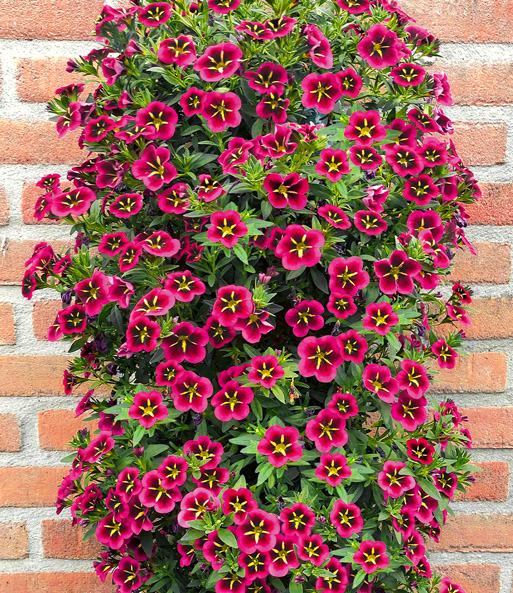 Die Zauberglöckchen Petunie „Cabaret Good Night Kiss“ hängt an einer Mauer herab und öffnet seine pink-gelben Blüten.