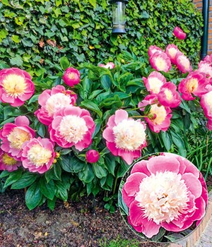 Päonie 'Bowl of Beauty'