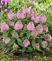 Zwerg-Schmetterlingsflieder 'Little Rockstars®' pink
