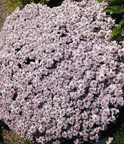 Iberis 'Pink Ice®'