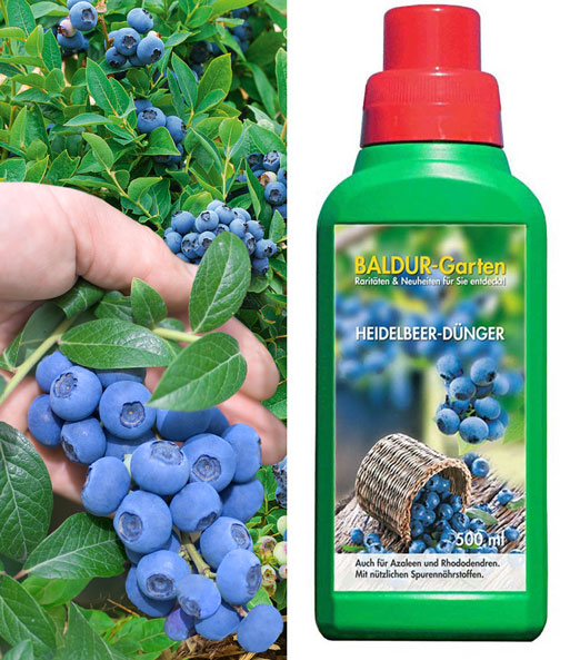 Heidelbeere 'Reka® Blue' & Dünger 