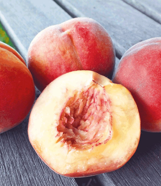 Hausgarten-Pfirsich 'Fruteria®'