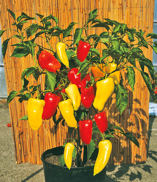 Die Früchte der ungarischen Paprika „Gypsy“ F1 hängen reif an der Pflanze.