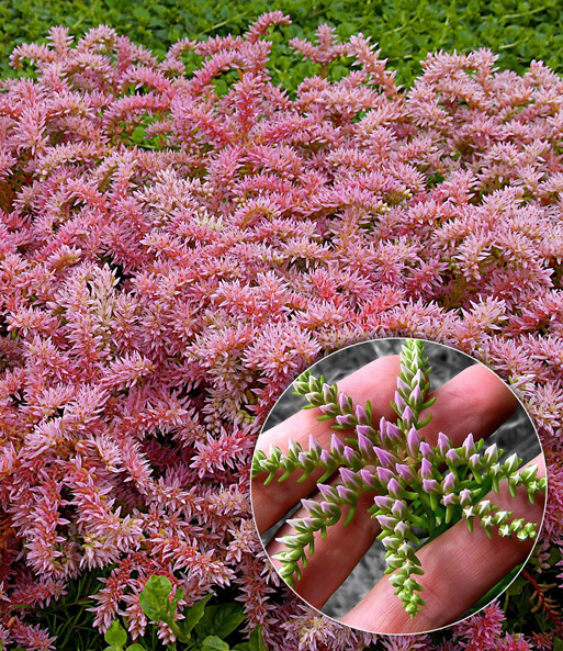 Die Seestern-Blume blüht als rosa Bodendecker. Eingeblendet wird ein einzelner Trieb mit Farbverlauf von grün nach rosa.