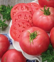 Tomaten-Kollektion 'La sélection du Chef®'