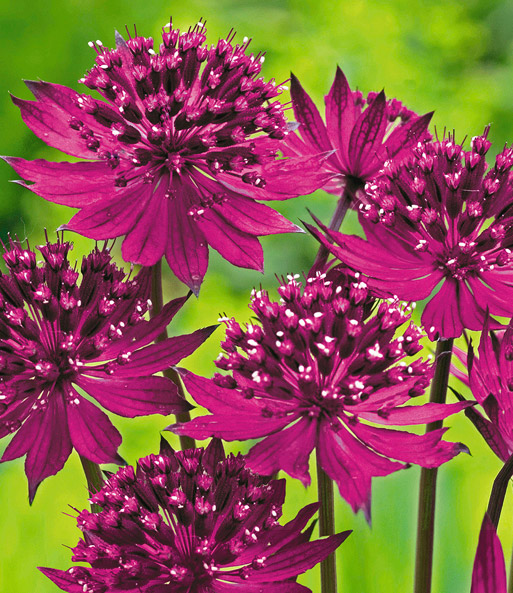 Astrantia 'Raritäten-Mix'