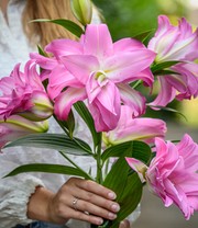 Duft-Lilien 'Lotus Mix'